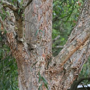 Damage done to tree by Lace Monitor