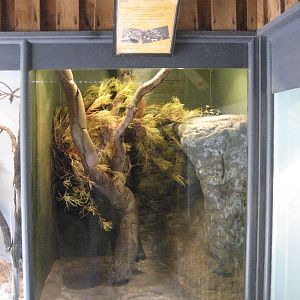Jungle Carpet Python enclosure