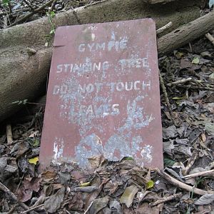 Sign - Gympie Stinging Tree