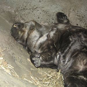 Southern Hairy-nosed Wombat