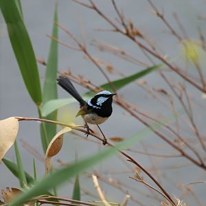 Superb Blue Wren male (wild)