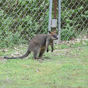 Swamp Wallaby youngster