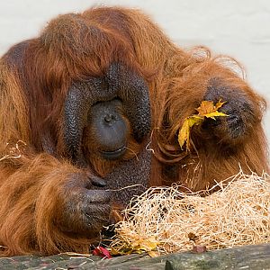 Orangutan.
