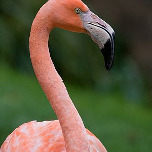Flamingo.