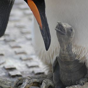 King Penguin Chick that was hatched on 22/10/09