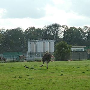 African Plains at Yorkshire WP 31/10/09