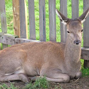 Young Red Deer at Yorkshire WP 31/10/09