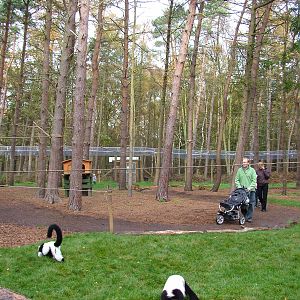 Lemur walkthrough at Yorkshire WP 31/10/09