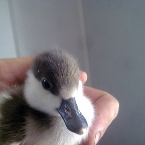 Nov - 09 Ruddy Shelduck Duckling