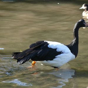 Magpie goose