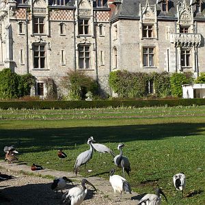 House with various birds free-ranging