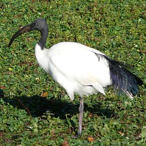 Sacred ibis