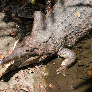 False Gharial