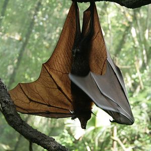 Malayan Flying Fox