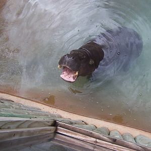 Pygmy Hippo