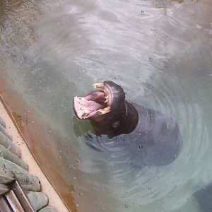 Pygmy Hippo