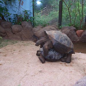 Galapagos Tortoises