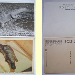 Alligator and Platypus