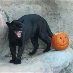 Halloween black cat
