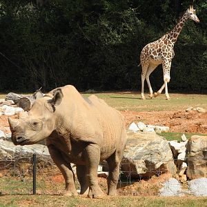 African Plains - Black Rhino and Giraffe