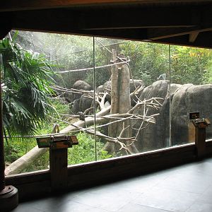 African Rain Forest - Living Treehouse Interior
