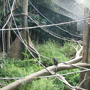 African Rain Forest - Drill and Wolfs Guenon Exhibit
