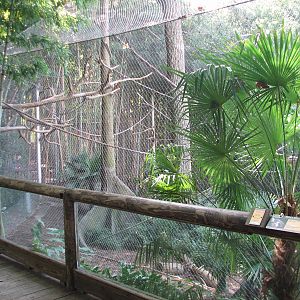 African Rain Forest - Drill and Wolfs Guenon Exhibit