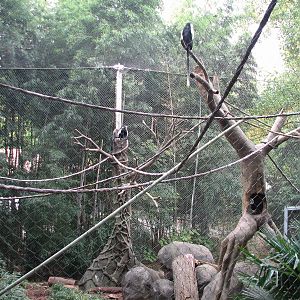 African Rain Forest - Drill and Colobus Exhibit
