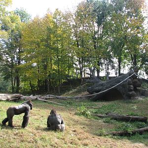 African Rain Forest - Gorilla Habitat 1