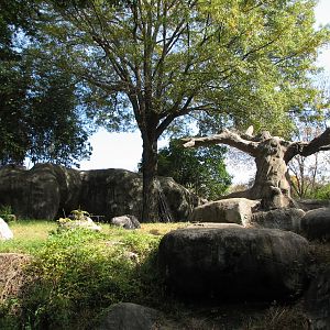 African Rain Forest - Gorilla Habitat 2