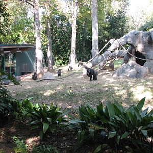 African Rain Forest - Gorilla Habitat 3