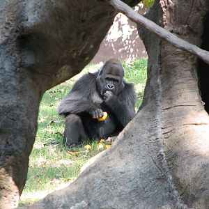 African Rain Forest - Gorilla