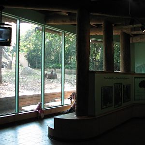 African Rain Forest - Gorilla Habitat 3 Viewing Room