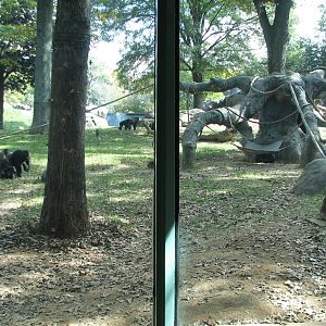 African Rain Forest - Gorilla Habitat 3