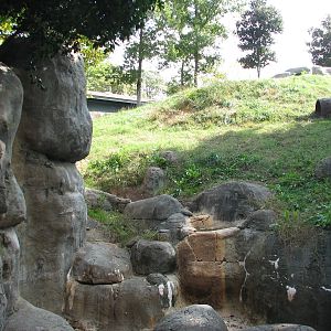 African Rain Forest - Gorilla Habitat 4