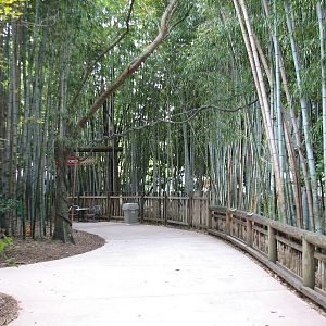 African Rain Forest - Path