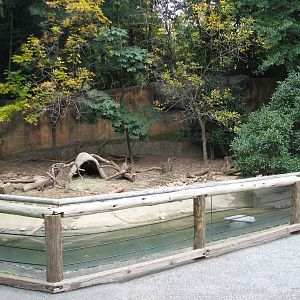 Asian Forest - Small Clawed Otter Exhibit
