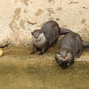 Asian Forest - Small Clawed Otters