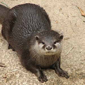 Asian Forest - Small Clawed Otter