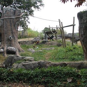 Asian Forest - Orangutan Exhibit