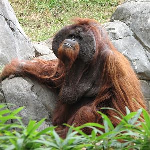 Asian Forest - Orangutan