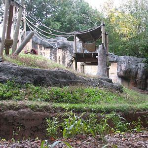 Asian Forest - Orangutan Exhibit