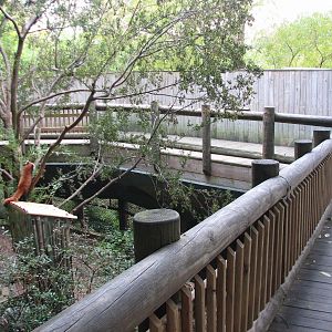 Asian Forest - Red Panda Exhibit