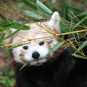 Asian Forest - Red Panda