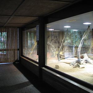 Asian Forest - Komodo Dragon Indoor Exhibit