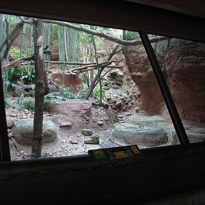 Asian Forest - Clouded Leopard Exhibit