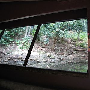 Asian Forest - Sumatran Tiger Exhibit
