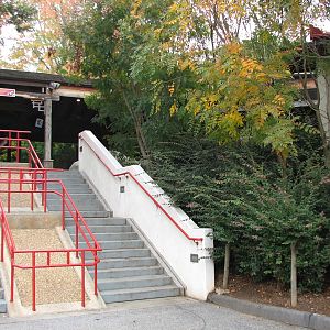 Asian Forest - Giant Pandas of Chengdu Entry
