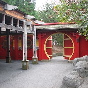 Asian Forest - Giant Pandas of Chengdu Entry