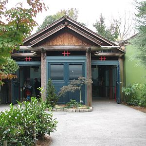 Asian Forest - Giant Pandas of Chengdu Viewing Pavilion